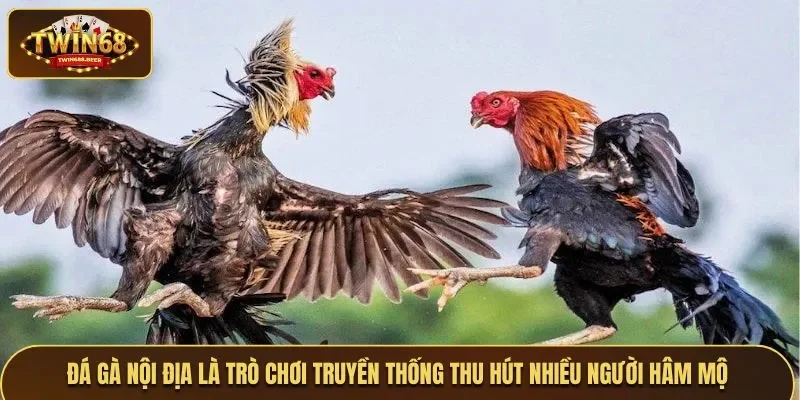 Đá gà nội địa là trò chơi truyền thống thu hút nhiều người hâm mộ châu Á