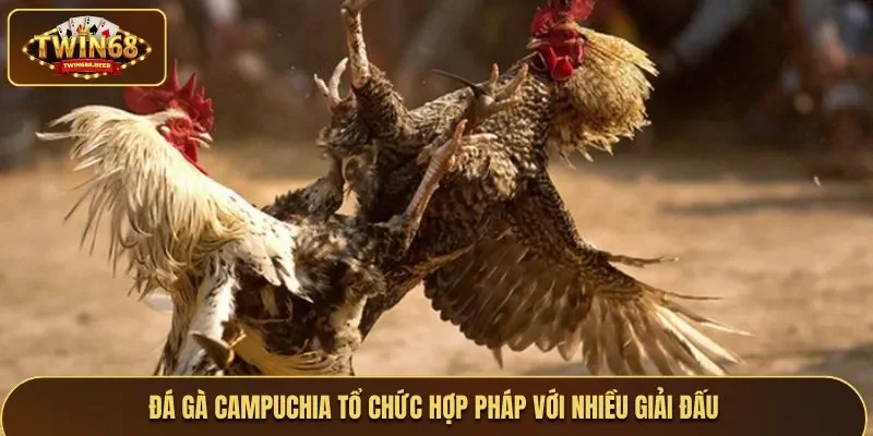 Đá gà Campuchia tổ chức hợp pháp với nhiều giải đấu hoành tráng