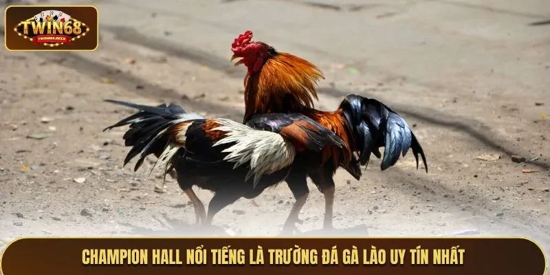 Champion Hall nổi tiếng là trường đá gà Lào uy tín nhất